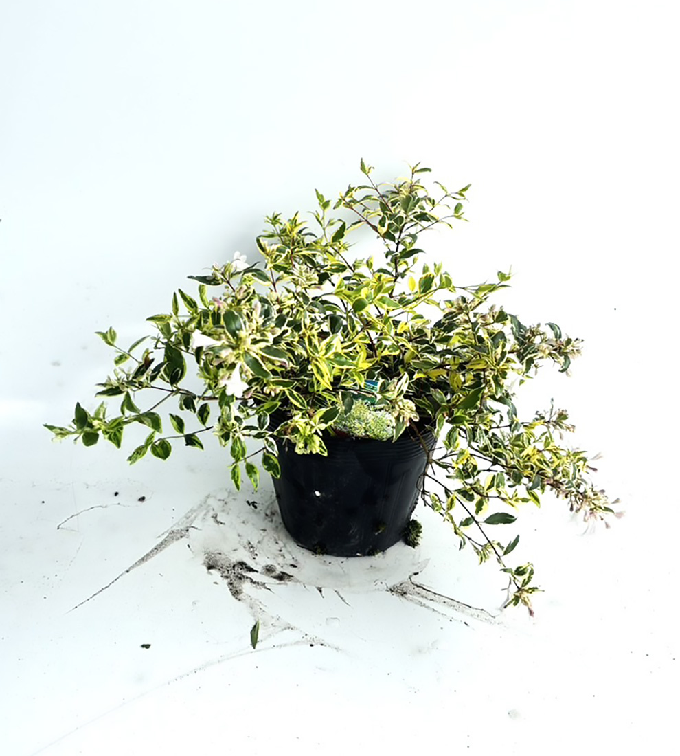 アベリアホープレイズ