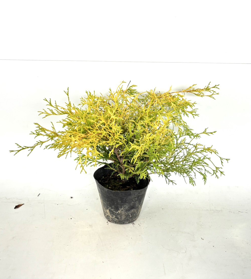 フィリフェラオーレア