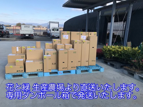山林苗から落葉樹、常緑樹まで！植木の大量注文お待ちしております！
