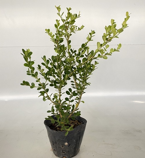 ボックスウッド 20本セット<br>樹高0.3m前後 15cmポット<br>送料込