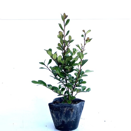 ハマヒサカキ 50本セット<br>樹高0.25m前後 10.5cmポット<br>送料込