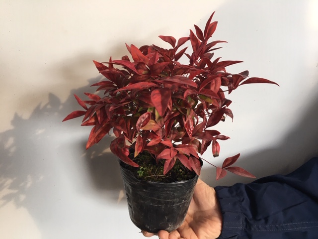 オタフクナンテン 30本セット<br>樹高0.2m前後 12cmポット<br>送料込