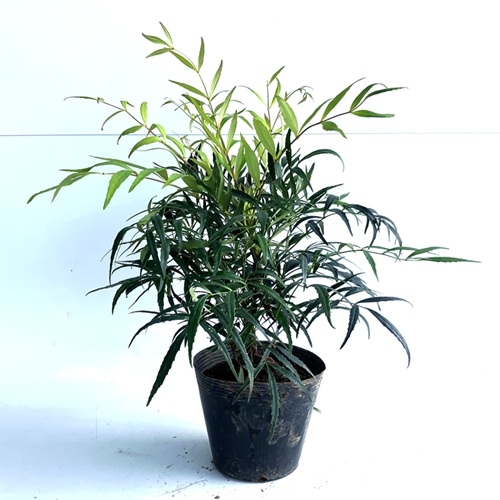 マホニア コンフューサ<br>20本セット<br>樹高0.3m前後 15cmポット<br>送料込